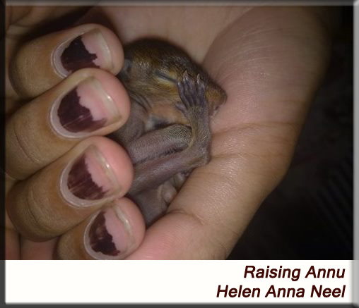 Devna Arora - Purple sunbird fledgling